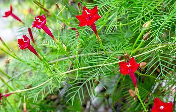 gloire du matin kvamoklit rouge