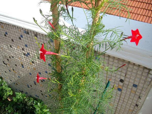 Les fleurs d'Ipomoea atteignent le soleil