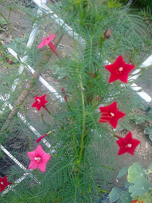 douce floraison de la gloire du matin kvamoklit