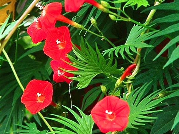 flores rojas de la gloria de la mañana