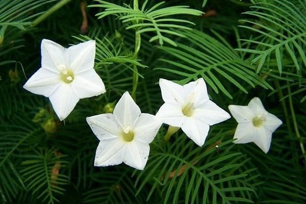 fleurs blanches de la gloire du matin