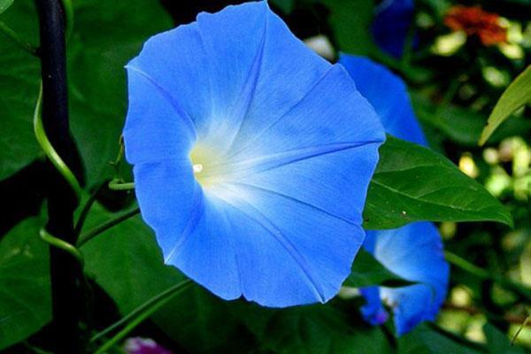 flores azules de gloria de la mañana