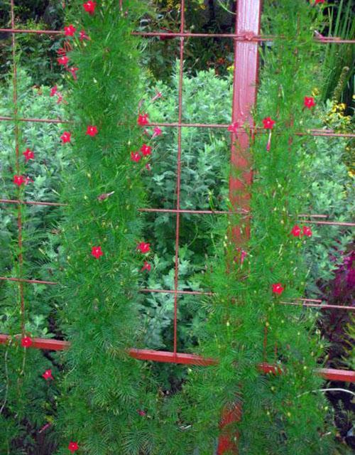 gloire du matin kvamoklit dans le jardin