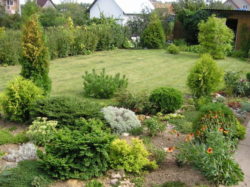 conifères dans le jardin