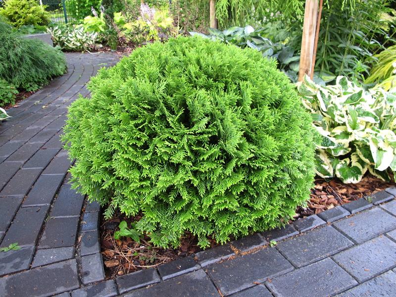 thuja danica