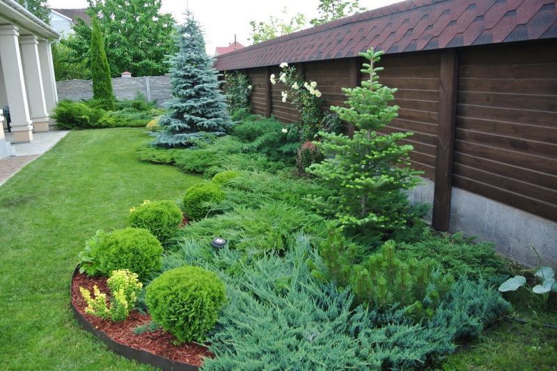 conifères pour le jardin photos et noms