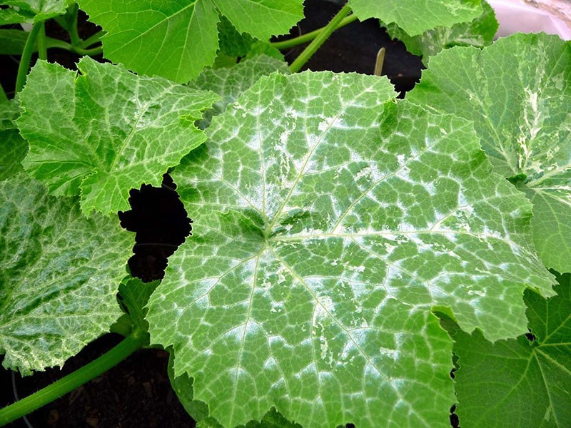 protection des plantes contre les maladies
