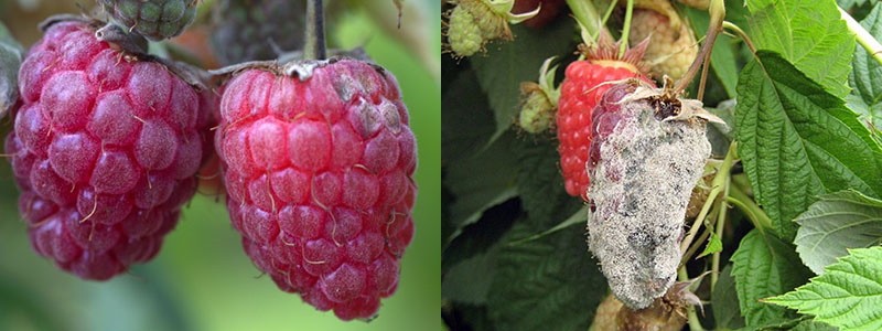 pourriture grise sur les framboises