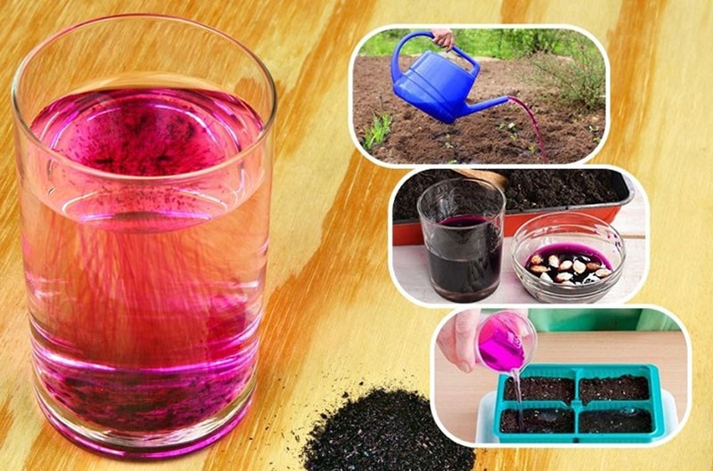 l'utilisation du permanganate de potassium pour les plantes