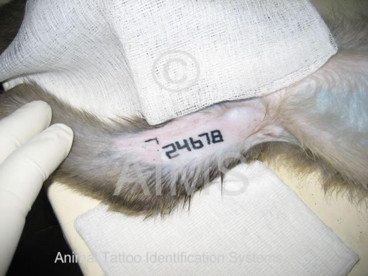 primát-paže-tetování-lg