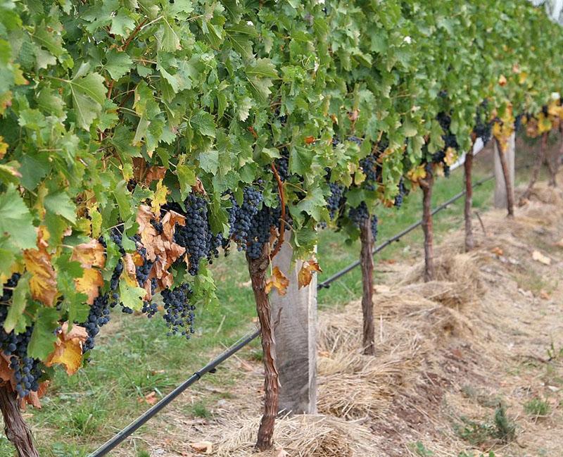 se necesitan enrejados para uvas para formar un arbusto