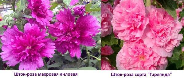 Photo double stock de roses et guirlande