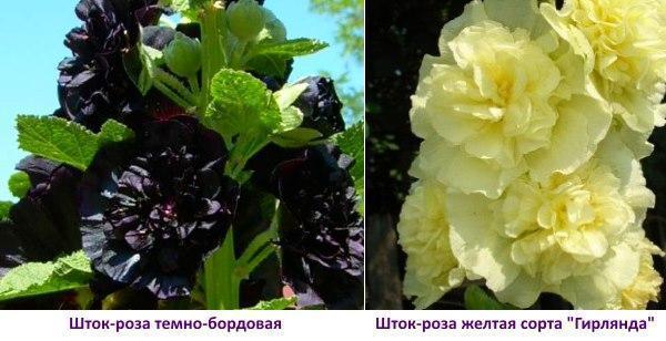 Stock-rose bordeaux foncé et photo jaune
