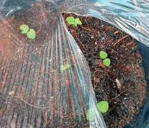 Planter un rosier avec des semis