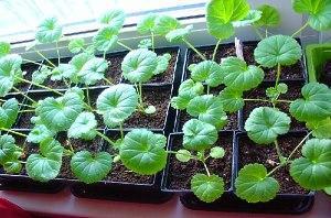 Cueillette en phase de 2 feuilles