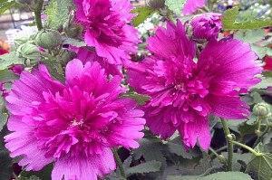 stock rose photo