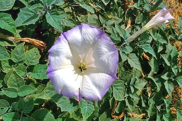 droga sin pretensiones en el jardín