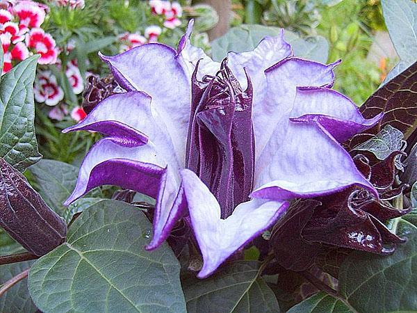 Datura resistente a enfermedades