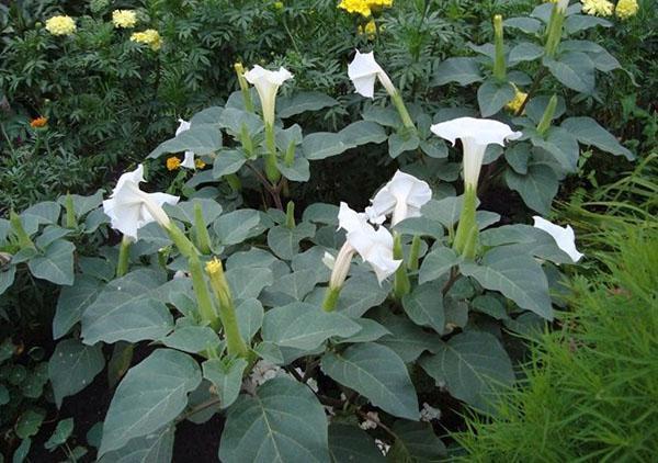 fleur de dope dans un parterre de fleurs