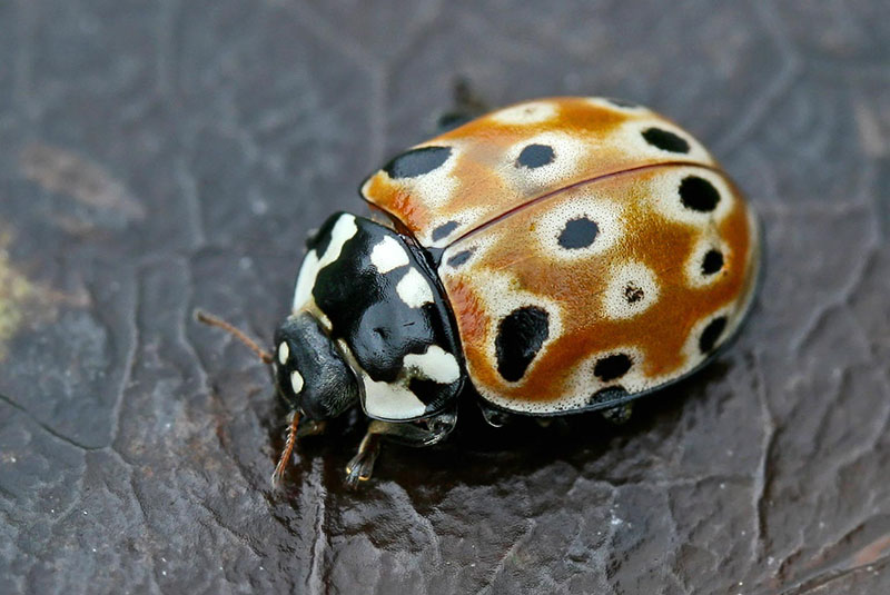 mariquita ocelada