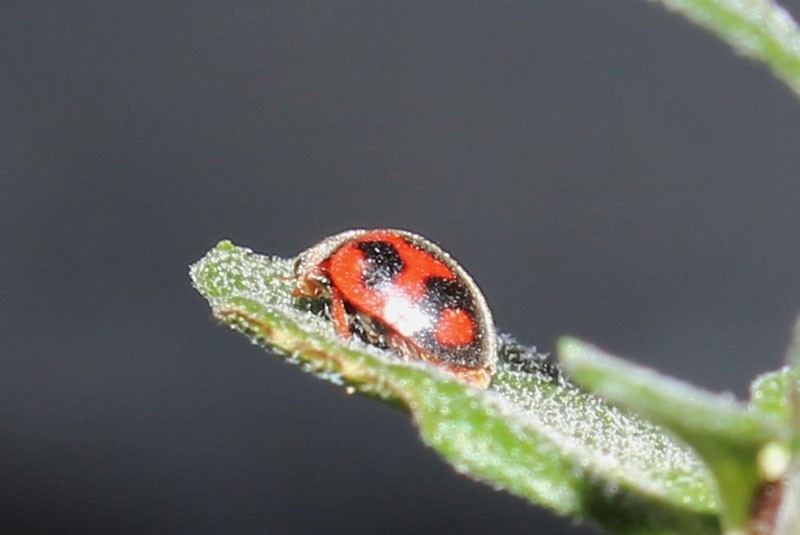 insecto mariquita rhodolia