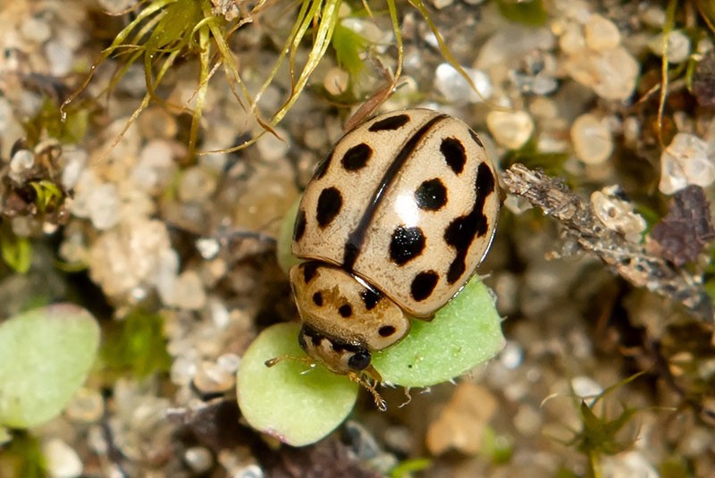 insecto de diecisiete puntos