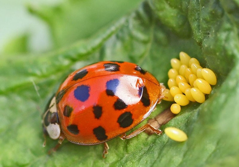 ciclo de vida de los insectos