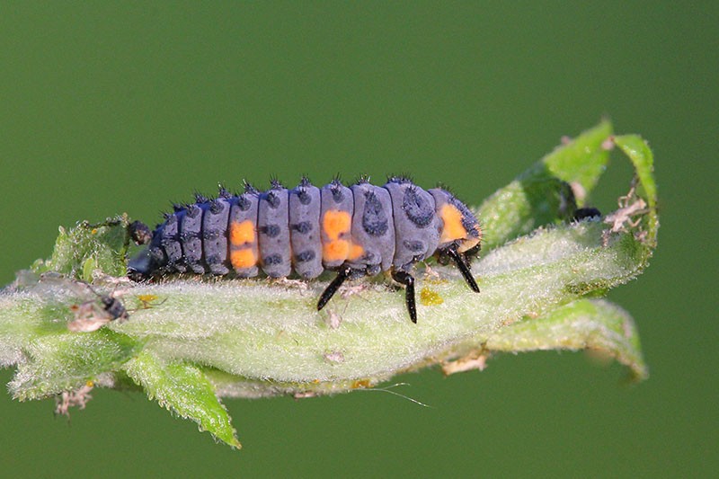 larva de mariquita