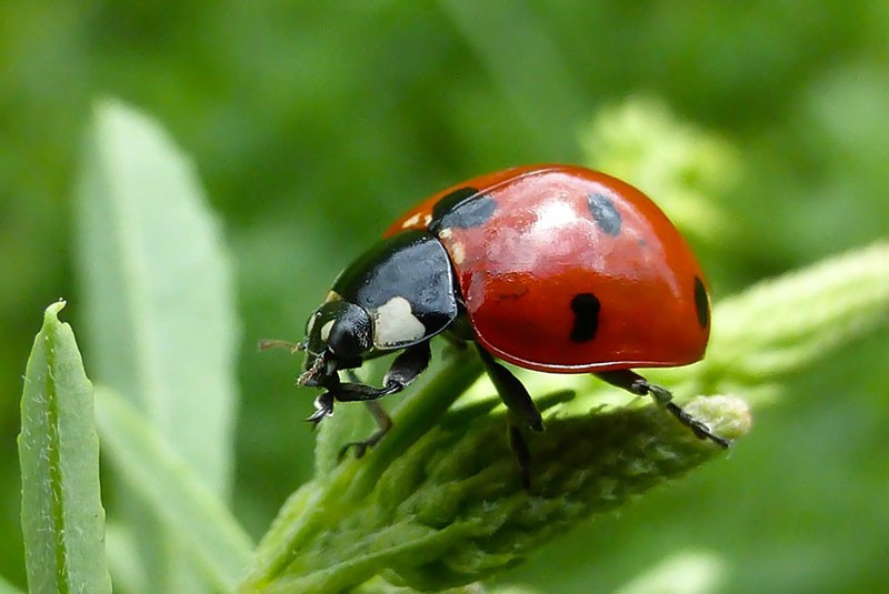 escarabajo con un color brillante