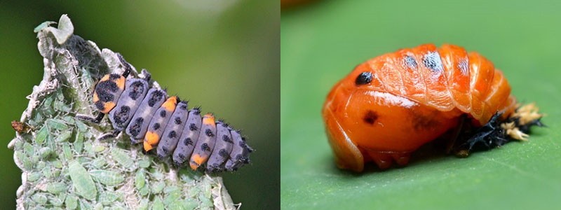larva y escarabajo joven