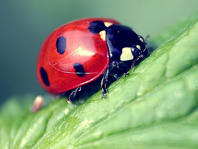 mariquita insecto en una planta