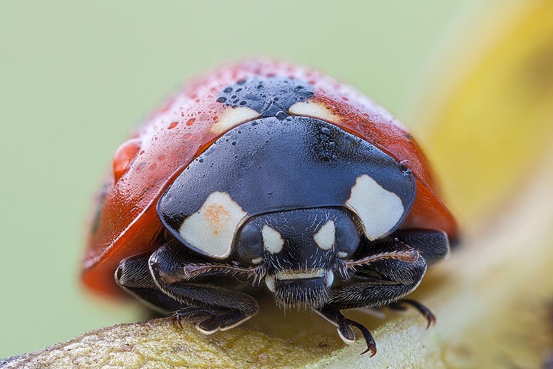 escarabajo sol