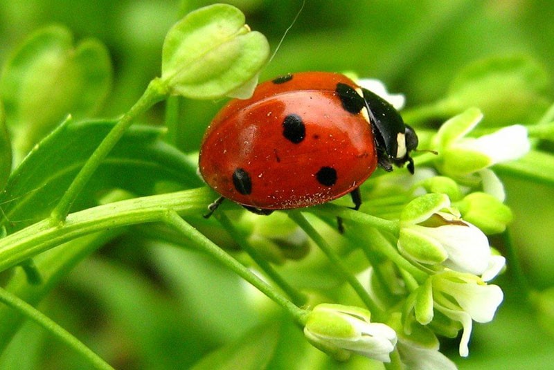 mariquita en una planta