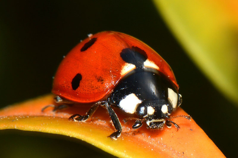 especie de mariquita