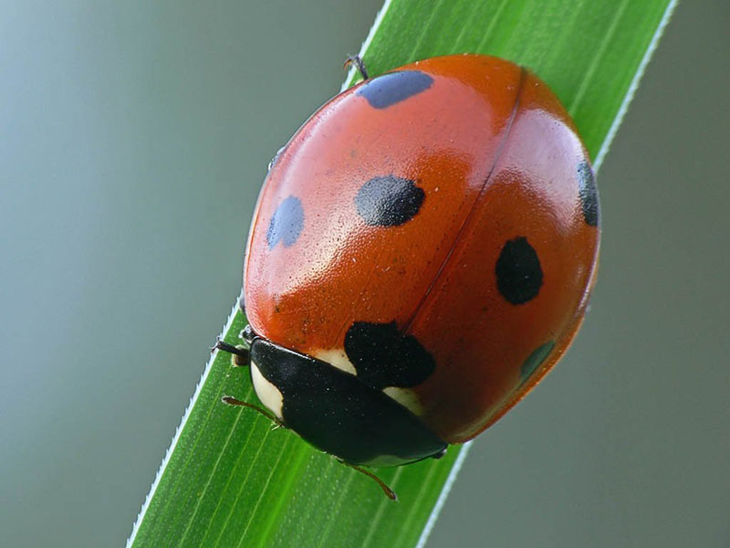 mariquita de siete puntos