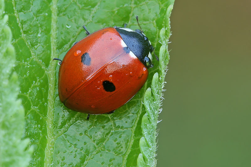 mariquita de dos puntos