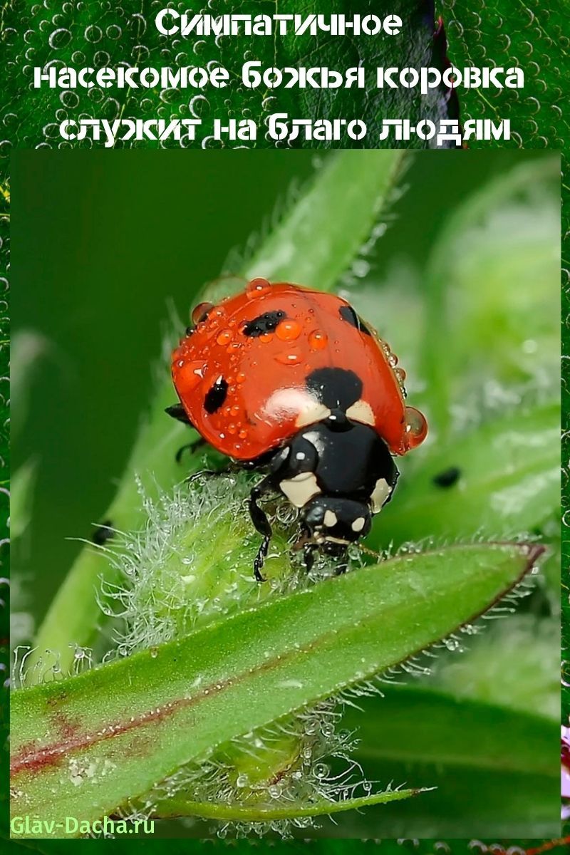 mariquita insecto