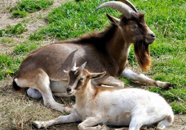 cabras sedentarias