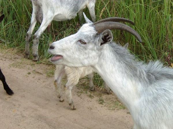 enfermedades no transmisibles de las cabras