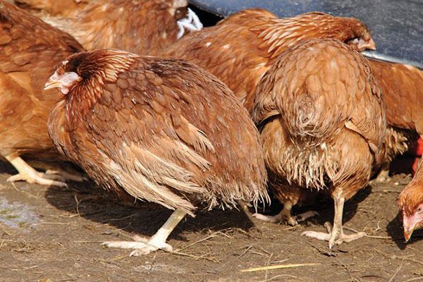 La población de aves de corral se ve afectada por la coccidiosis.