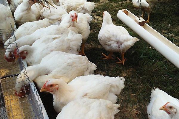 La prevención oportuna ayudará a evitar las enfermedades de las aves de corral