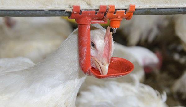Alimentar a los pollos de engorde para prevenir enfermedades