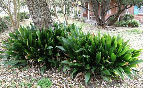 Aspidistra en el jardín