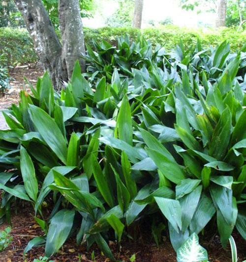 Aspidistra prefiere áreas sombreadas