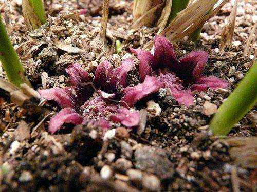 Floraison inhabituelle d'aspidistra