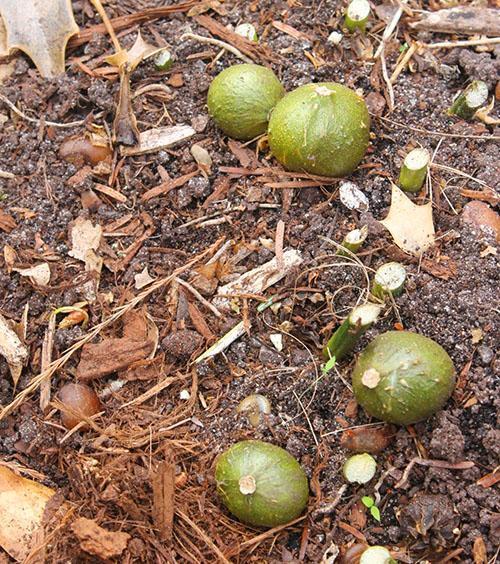 Frutos de aspidistra