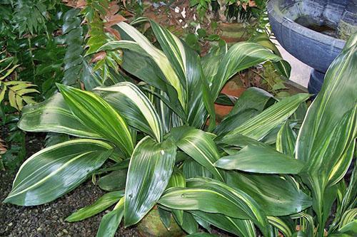 Feuillage ornemental d'aspidistra