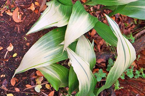 Aspidistra avec plaques foliaires clarifiées aux extrémités