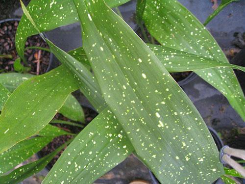 Feuillage tacheté d'Aspidistra