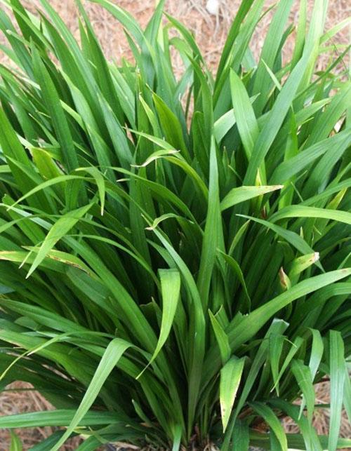 L'un des types d'aspidistra